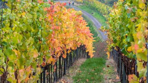 vine, wine, vineyards, winegrowing, agriculture, autumn, hiking, rebstock, vacations, vine leaves, red wine hiking trail, nature, slope, ahr valley, germany